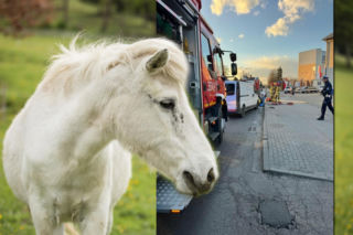 Spłoszony koń wpadł pod samochód dostawczy. Ranny kucyk uśpiony