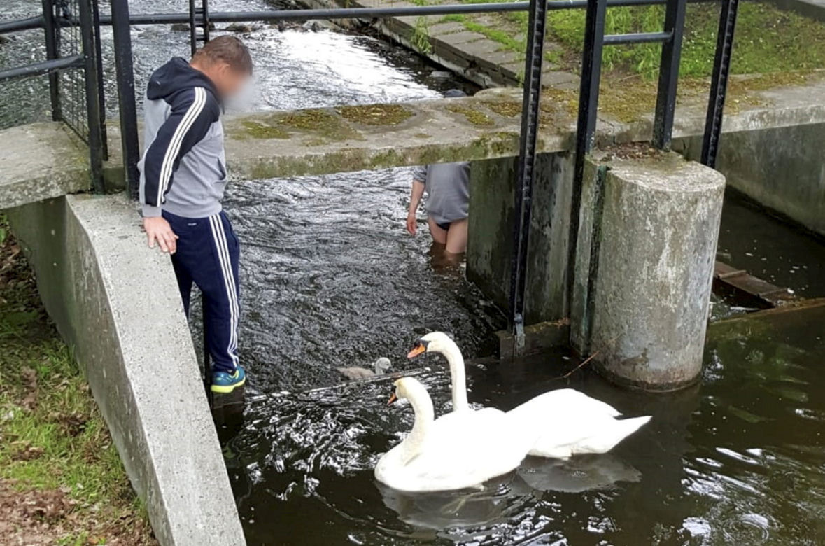 Łabędzia rodzina w wielkich tarapatach! 