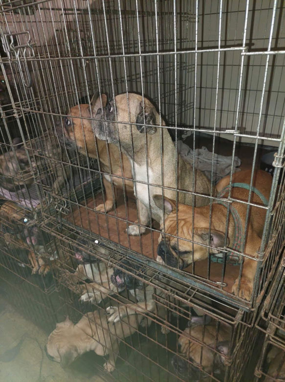Łodzianka w takich warunkach trzymała blisko 100 buldogów!