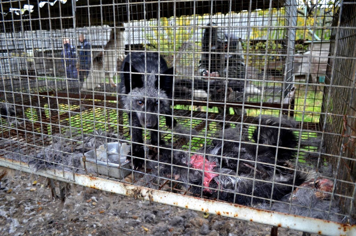 Horror na fermie lisów pod Krotoszynem. Zwierzęta zjadały siebie nawzajem, część zabito prądem