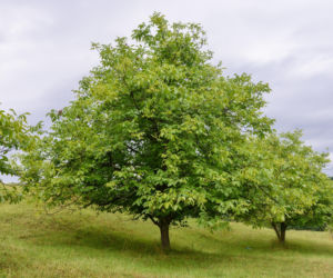 To drzewo może wysysać energię. Wielu Polaków sadzi je pod domem 