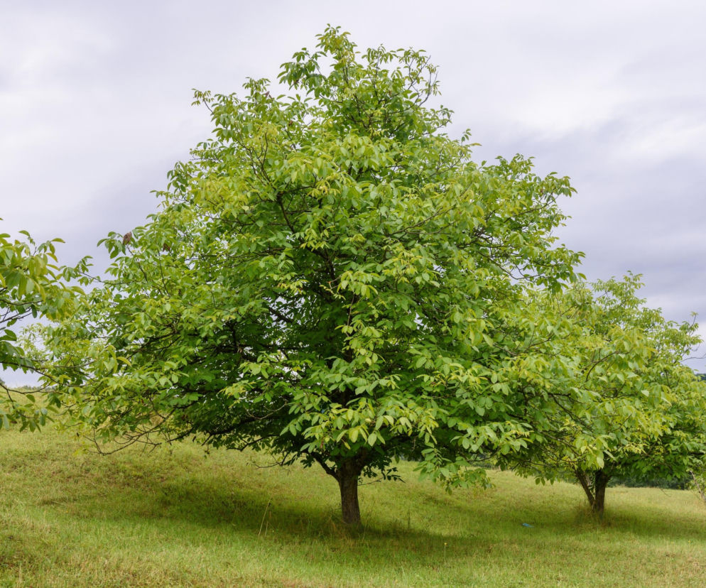 To drzewo może wysysać energię. Wielu Polaków sadzi je pod domem 