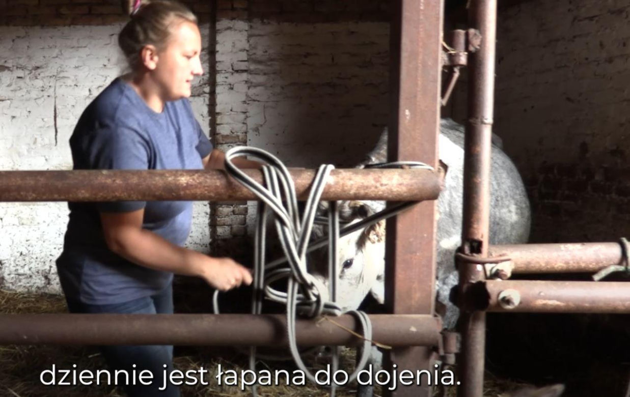 Rolnicy. Podlasie. Wizyta weterynarza na Ranczu Laszki Emilii Korolczuk