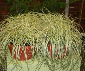 Turzyca oszimska ‘Evergold’ 