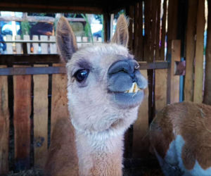 Żywa szopka w Żydowcach