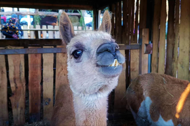 Żywa szopka w Żydowcach