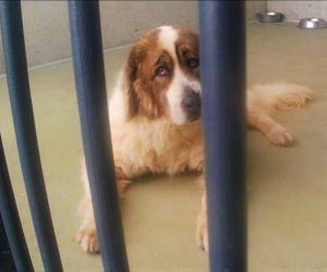 Skontrolowali schroniska dla zwierząt w całym regionie. Wyniki zaskakują