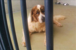 Skontrolowali schroniska dla zwierząt w całym regionie. Wyniki zaskakują