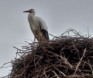 Maciek wrócił do Bydgoszczy. Znany bocian znów ogłasza nadejście wiosny!
