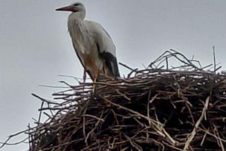 Maciek wrócił do Bydgoszczy. Znany bocian znów ogłasza nadejście wiosny!