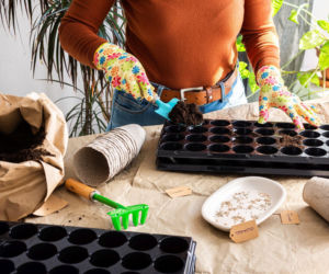 Wysiew nasion na rozsadę