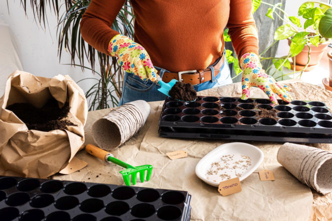 Wysiew nasion na rozsadę