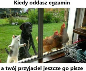 Egzamin ósmoklasisty 2021 matematyka. Zobacz najlepsze memy! [GALERIA]