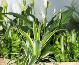 Twój skrzydłokwiat nie kwitnie? Zmień jedną rzecz i czekaj na pąki!