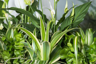 Twój skrzydłokwiat nie kwitnie? Zmień jedną rzecz i czekaj na pąki!