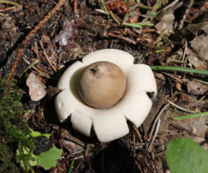 Dziwny grzyb wyglądający jak UFO! Takie cudo można znaleźć w polskich lasach [ZDJĘCIA]