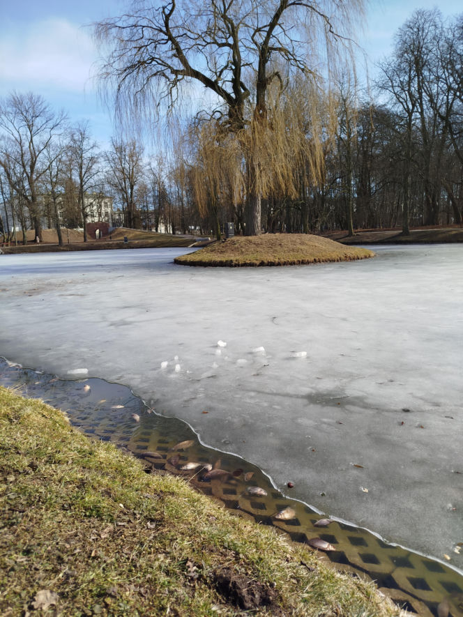 Martwe ryby w stawie na terenie Parku Aleksandria w Siedlcach