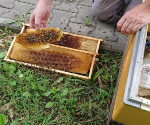 Groza na Ostrobramskiej. Na chodniku leżał ogromny rój pszczół