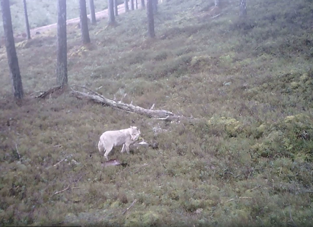 Biały wilk i jego ofiara uchwycone przez kamerę. Fascynujące nagranie z Pomorskiego [ZDJĘCIA]