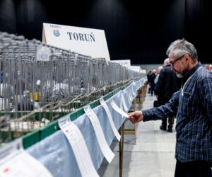 Katowice stolicą gołębiarstwa. Za nami 17. edycja EXPOGołębie. To największa tego typu impreza w Europie