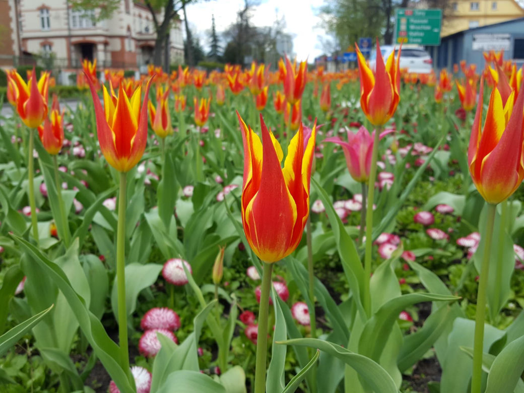 Dawno w Lesznie nie było tak kolorowo! Kwitną tulipany, bratki i stokrotki