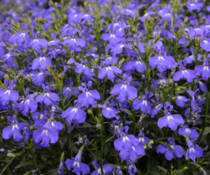 lobelia