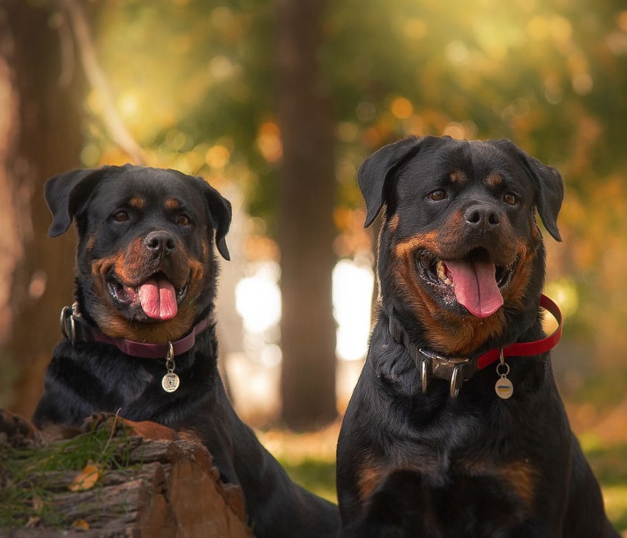 Rottweiler