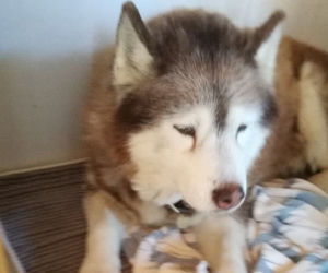 UWAGA ZAGINĄŁ 16-LETNI RUDY HUSKY!
