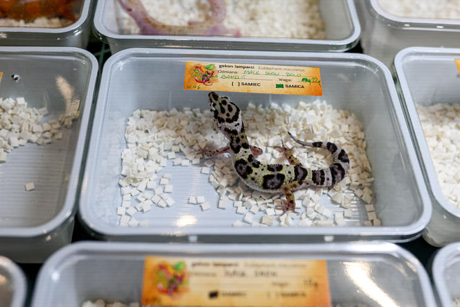 Targi egzotyki w Katowicach