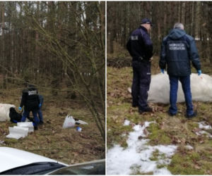 Strzegowo. Byk ZABIŁ właściciela! Agresywne zwierzę uciekło ze stodoły!
