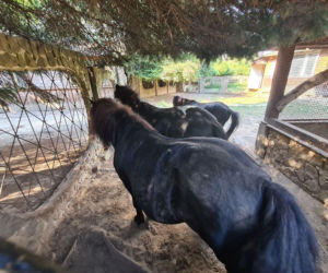 Dramat zwierząt w mini ZOO w Kałkowie