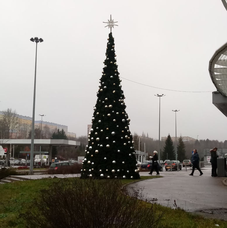 Największe choinki w Olsztynie