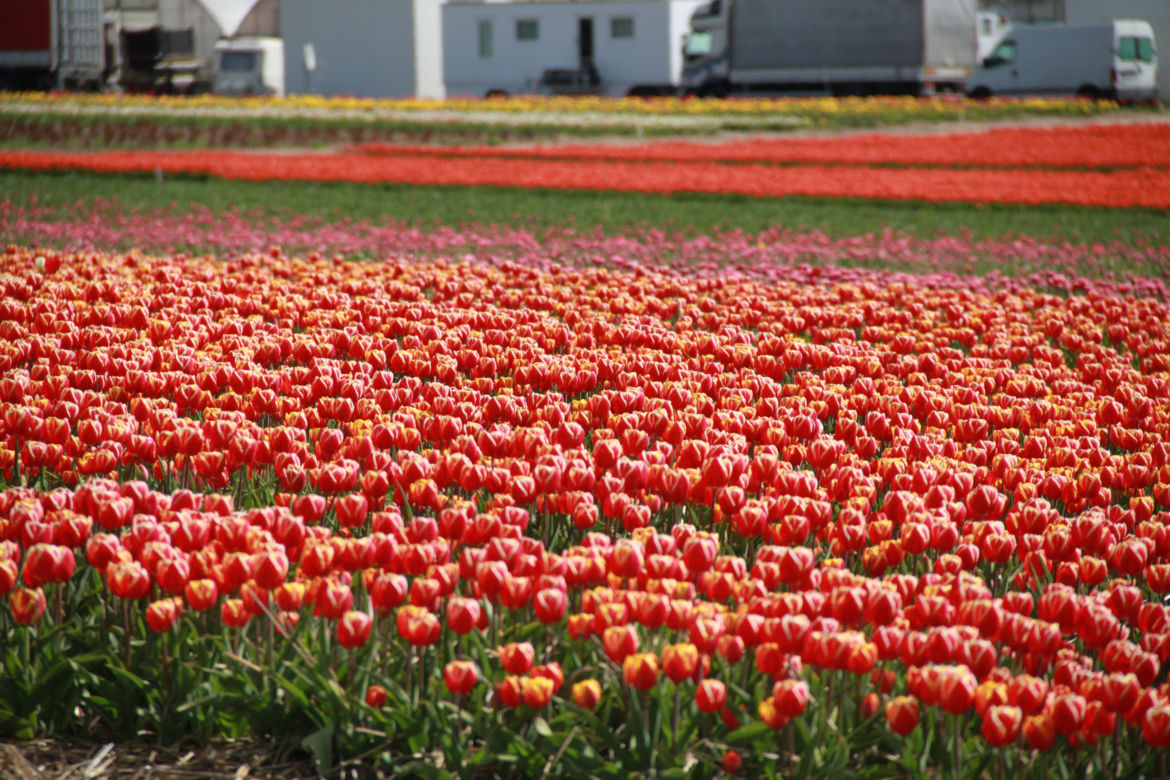 Tulipany na polach w Chrzypsku Wielkim