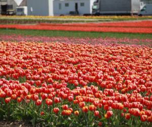 Tulipany na polach w Chrzypsku Wielkim