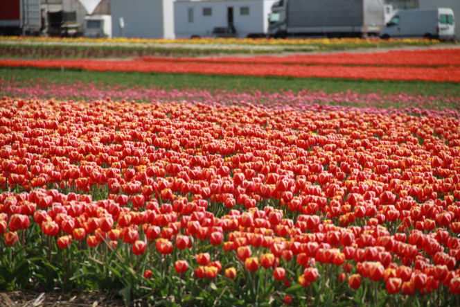 Tulipany na polach w Chrzypsku Wielkim