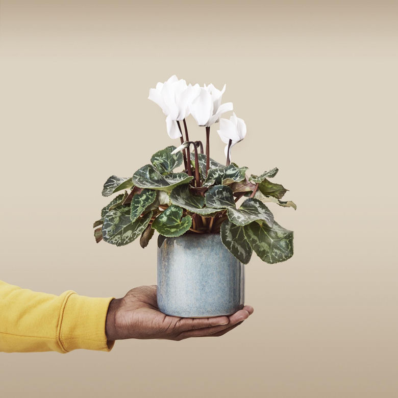 Cyklamen perski, Cyclamen persicum