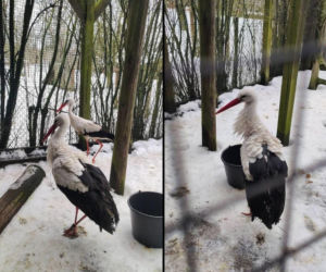 Bocian, którego zna cała Polska. Teraz potrzebuje wsparcia