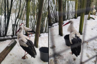 Bocian, którego zna cała Polska. Teraz potrzebuje wsparcia