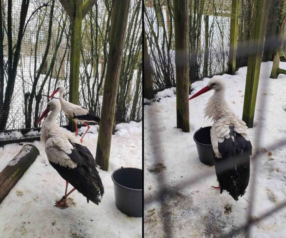 Wcześniejszy powrót okazał się ryzykowny. Krutek pod opieką specjalistów