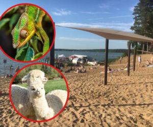 Wielki piknik charytatywny na plaży pod Bydgoszczą! Na miejscu strażacka drabina, kameleony i alpaki