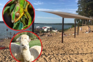 Wielki piknik charytatywny na plaży pod Bydgoszczą! Na miejscu strażacka drabina, kameleony i alpaki