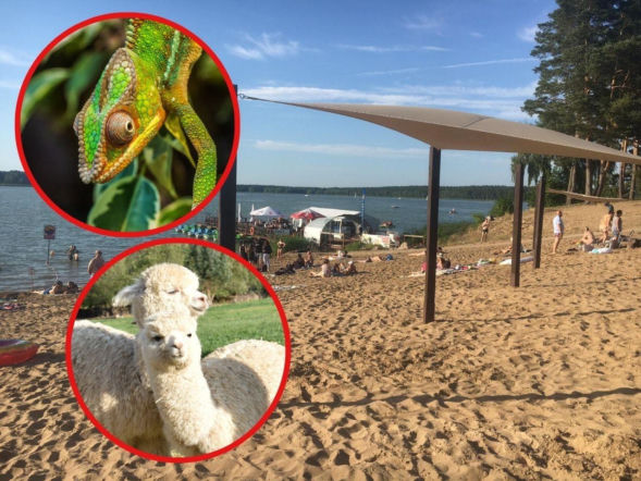 Wielki piknik charytatywny na plaży pod Bydgoszczą! Na miejscu strażacka drabina, kameleony i alpaki