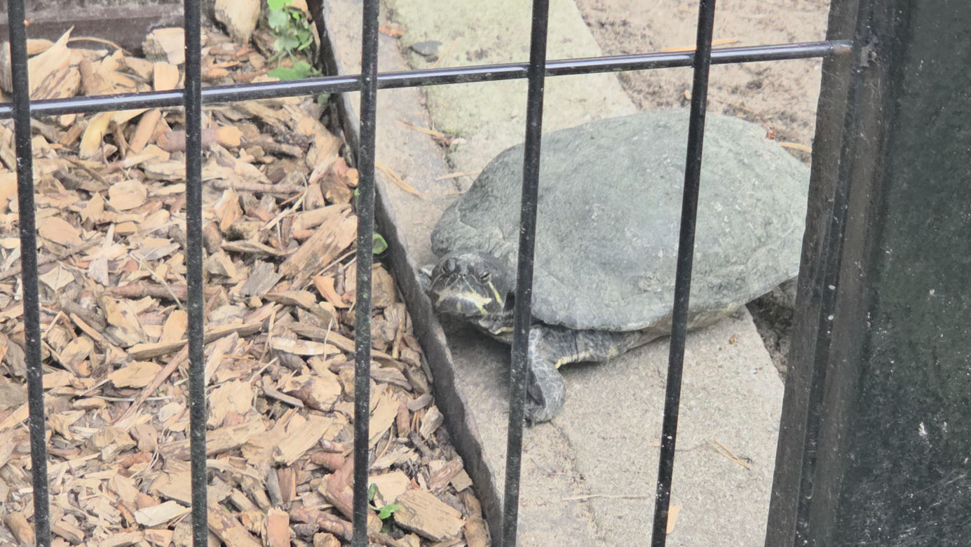 Zaglądamy do mieszkańców bydgoskiego ZOO. Kto mieszka w sercu Myślęcinka?