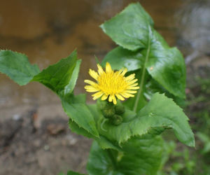 Jak pozbyć się mleczy z trawnika? Ten domowy oprysk sprawi, że znikną z twojego ogrodu