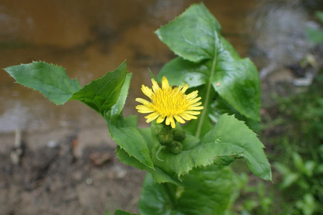 Jak pozbyć się mleczy z trawnika? Ten domowy oprysk sprawi, że znikną z twojego ogrodu