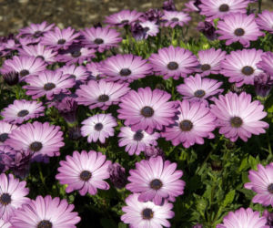 Osteospermum