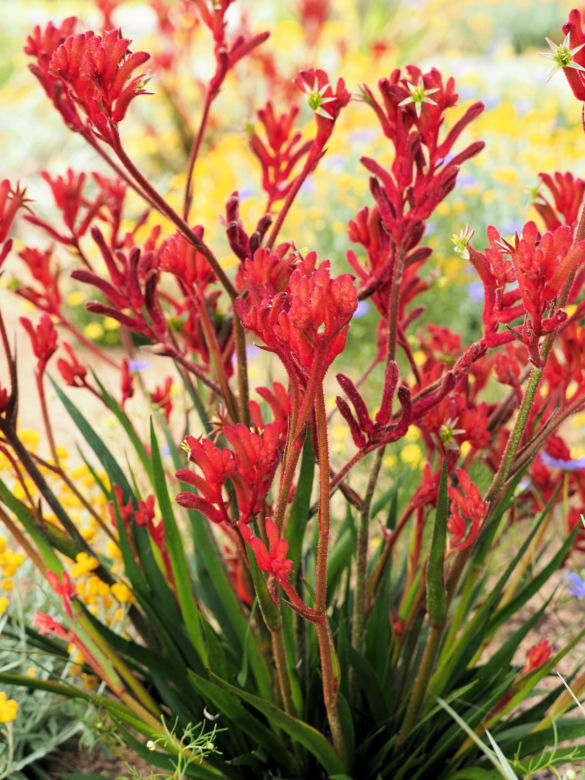 Anigozanthos