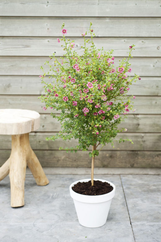 Anisodontea