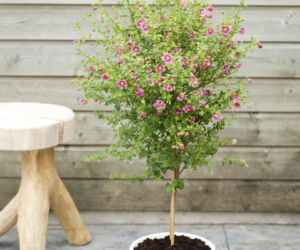 Anisodontea