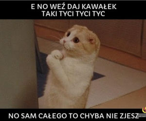Memy na Światowy Dzień Kota 2020. One po prostu takie są! 